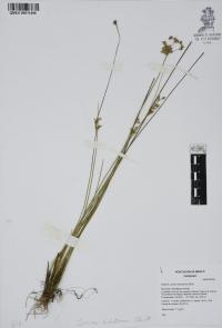 Juncus dichotomus image